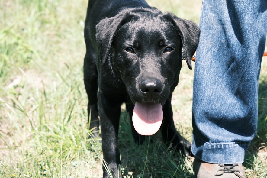 【愛犬との旅行に】一棟貸切 専用ドッグラン付「愛犬と農村ステイプラン」