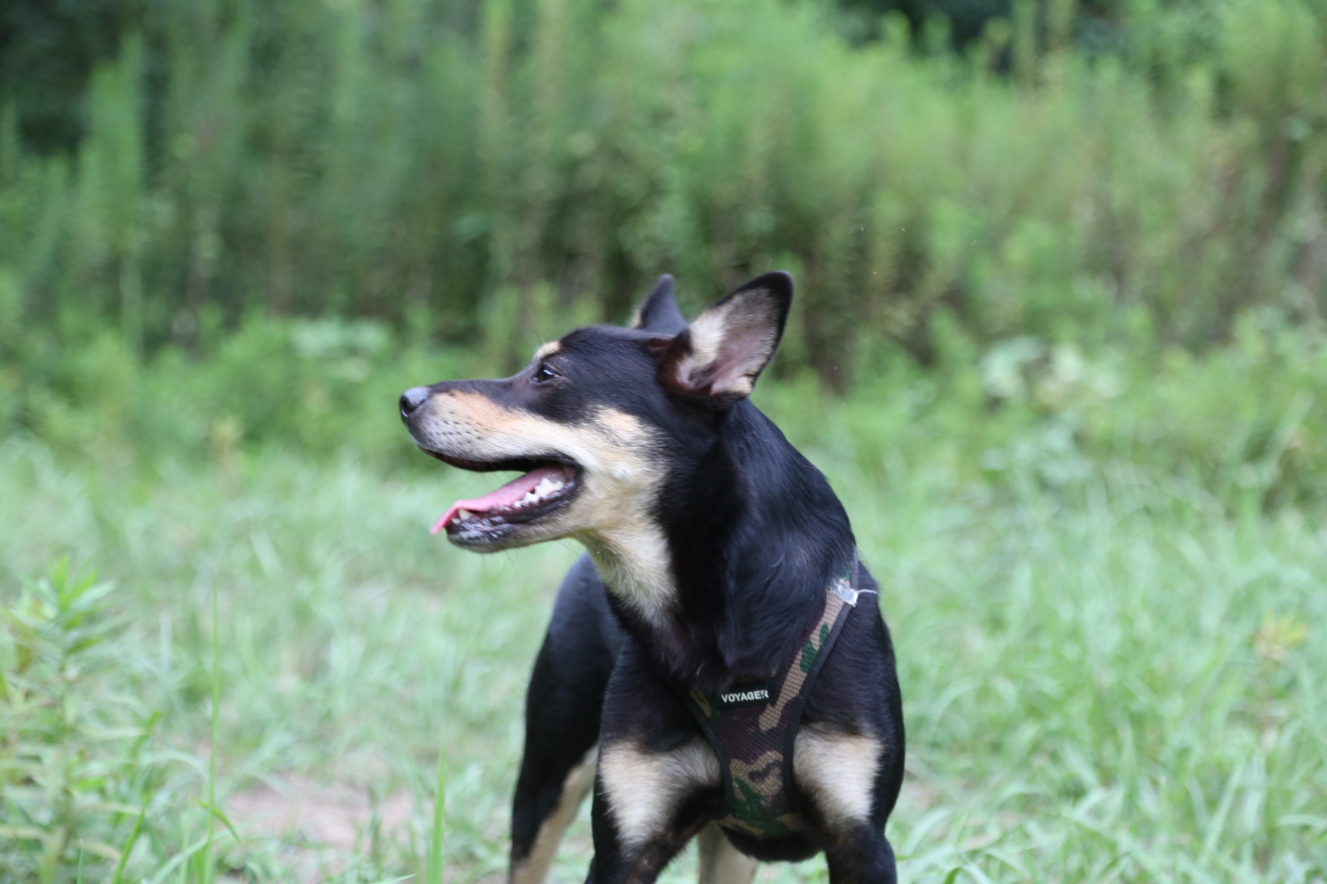 愛犬と農村ステイ3