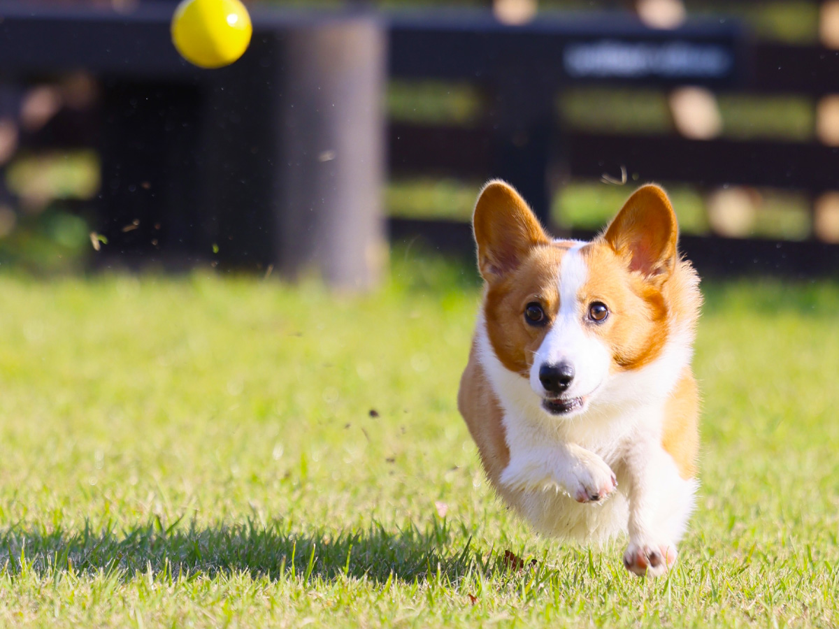 ペット同伴プラン