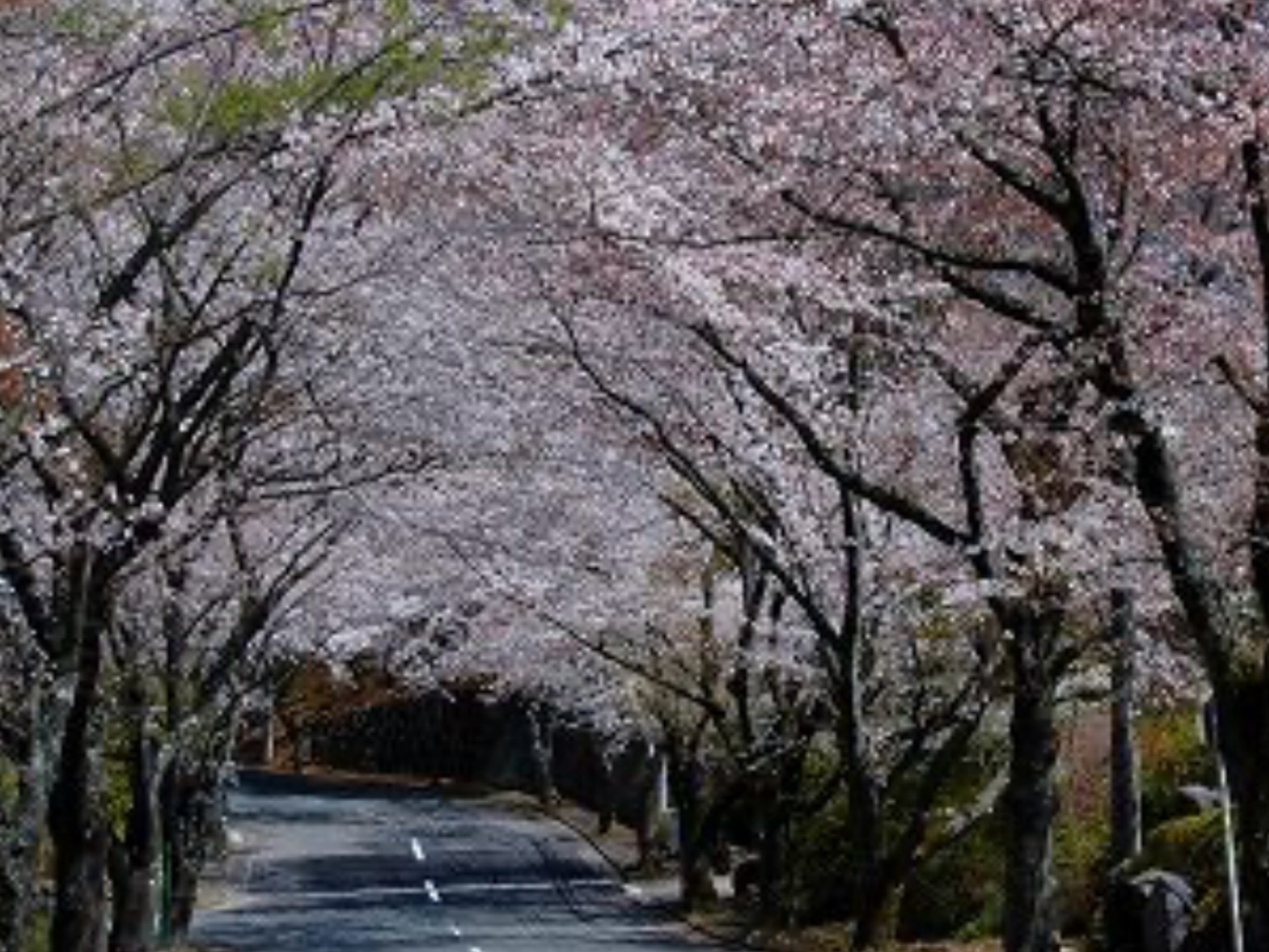 桜トンネルとイタリアンかしゃぶしゃぶコースを堪能　ワンコいっしょに散歩もOK