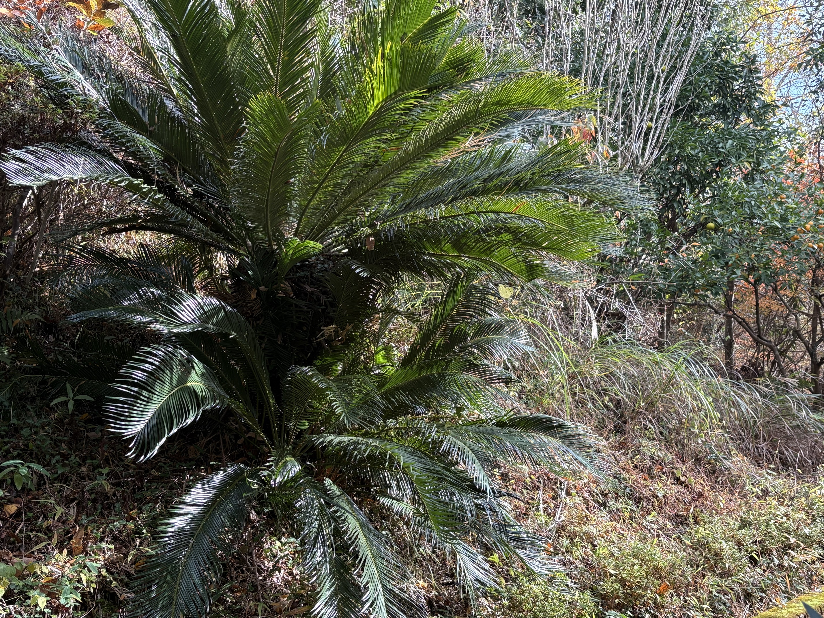 玄関前のヤシの木