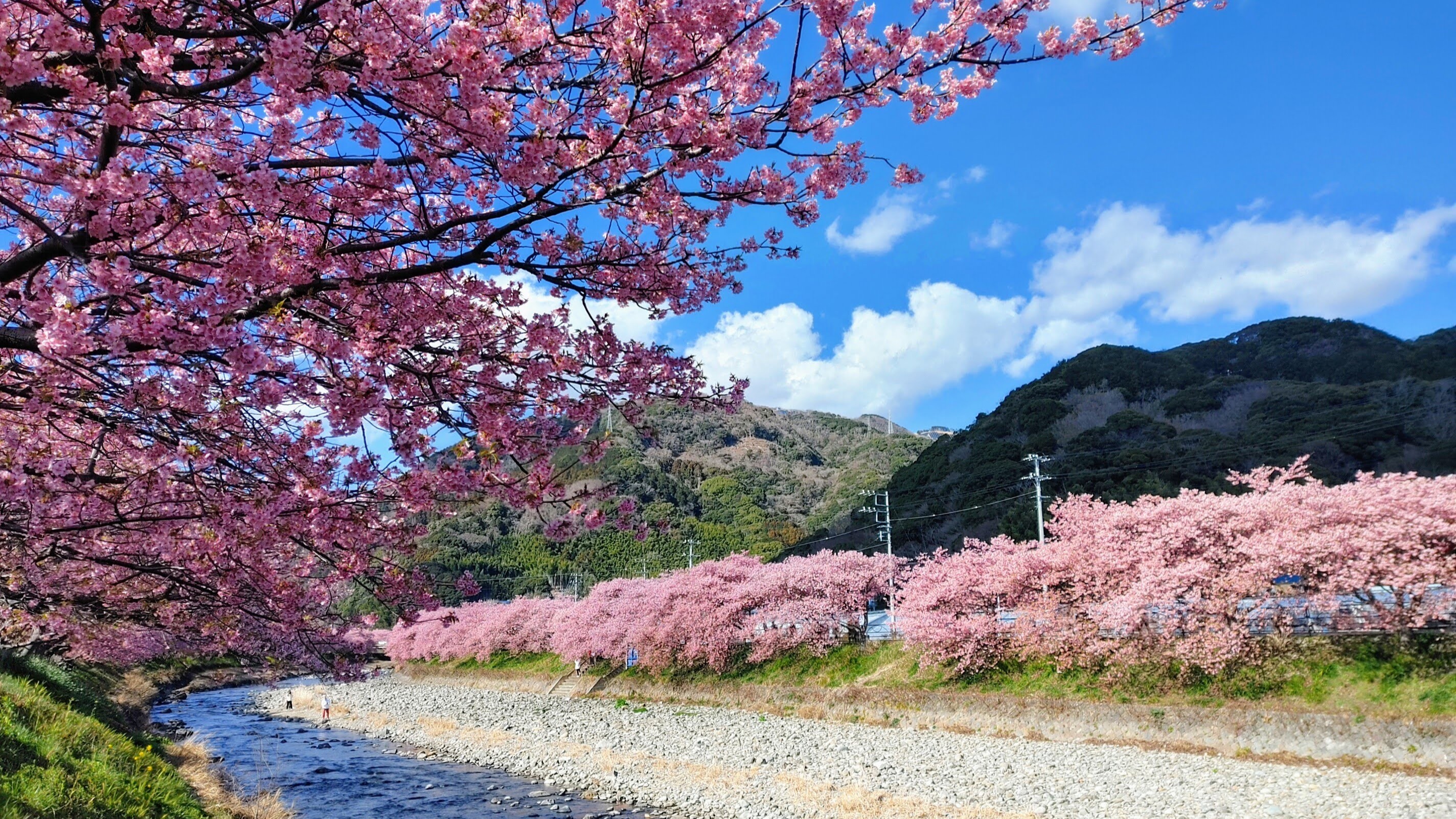 毎年2月に見ごろを迎える伊豆一番のりの桜、河津桜まつりを見に行こう！