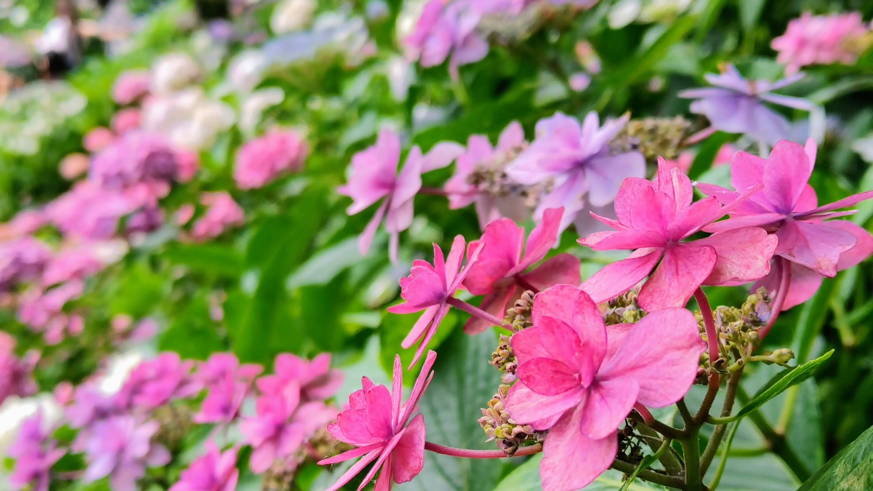 知ってた？伊豆半島下田市のあじさいって穴場のわりに見ごたえがすごいです（6月）