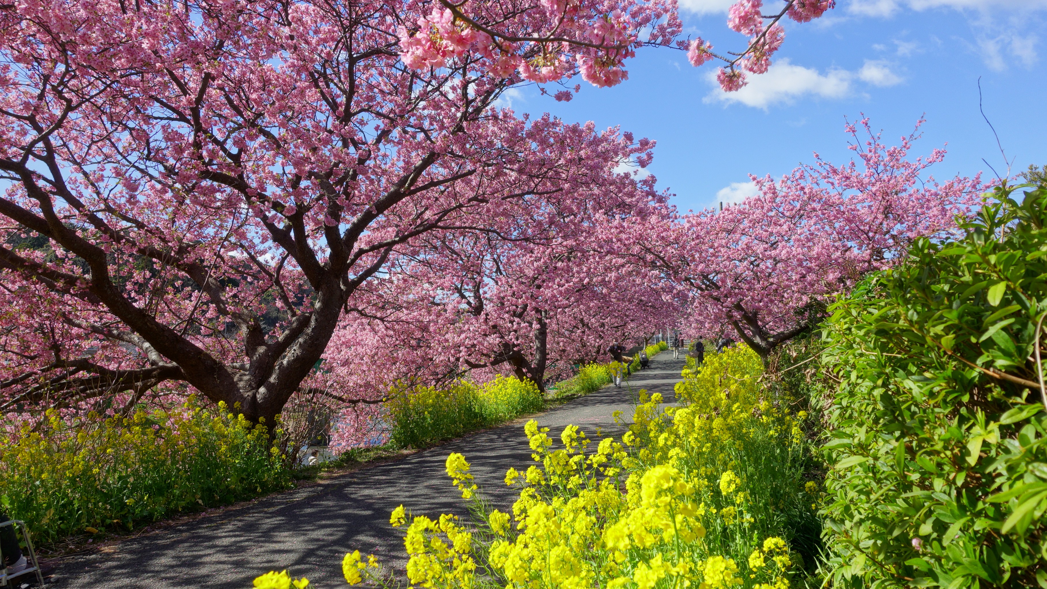伊豆半島南部の下賀茂地区で楽しめる河津桜「みなみの桜と菜の花祭り」2月～3月開催