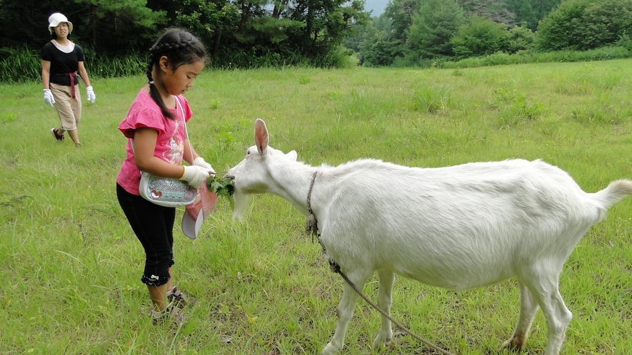 山羊とのふれあい