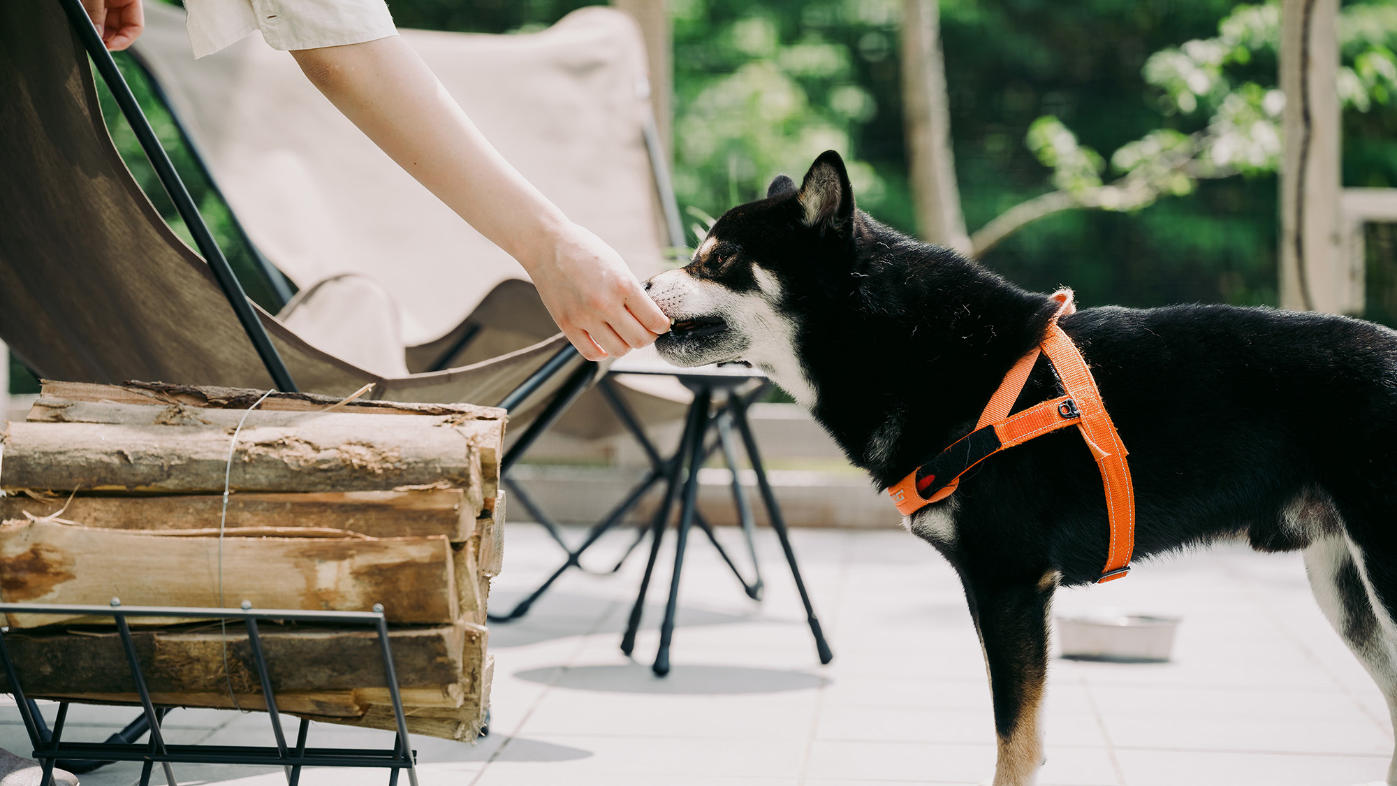 愛犬と過ごす