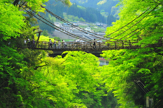 秘境「祖谷」のかずら橋。国指定重要有形民俗文化財