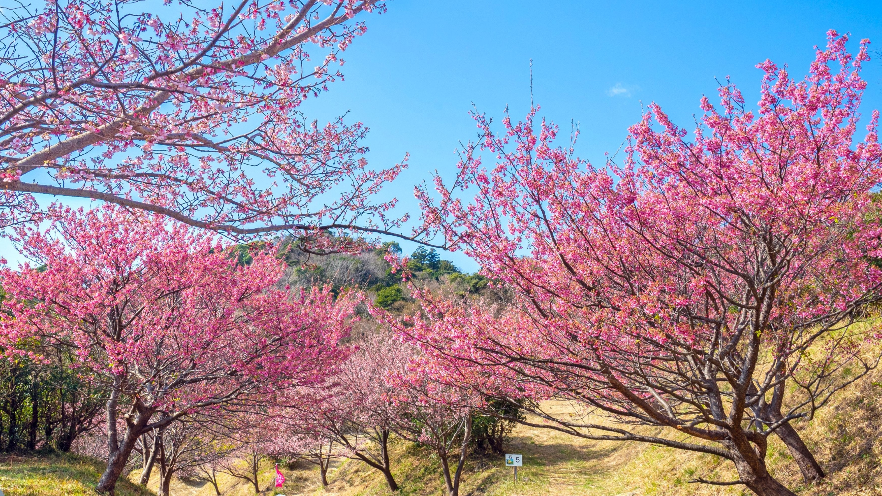 『土肥桜』：日本一開花が早いと言われている桜です。見頃：例年1月中旬～2月上旬