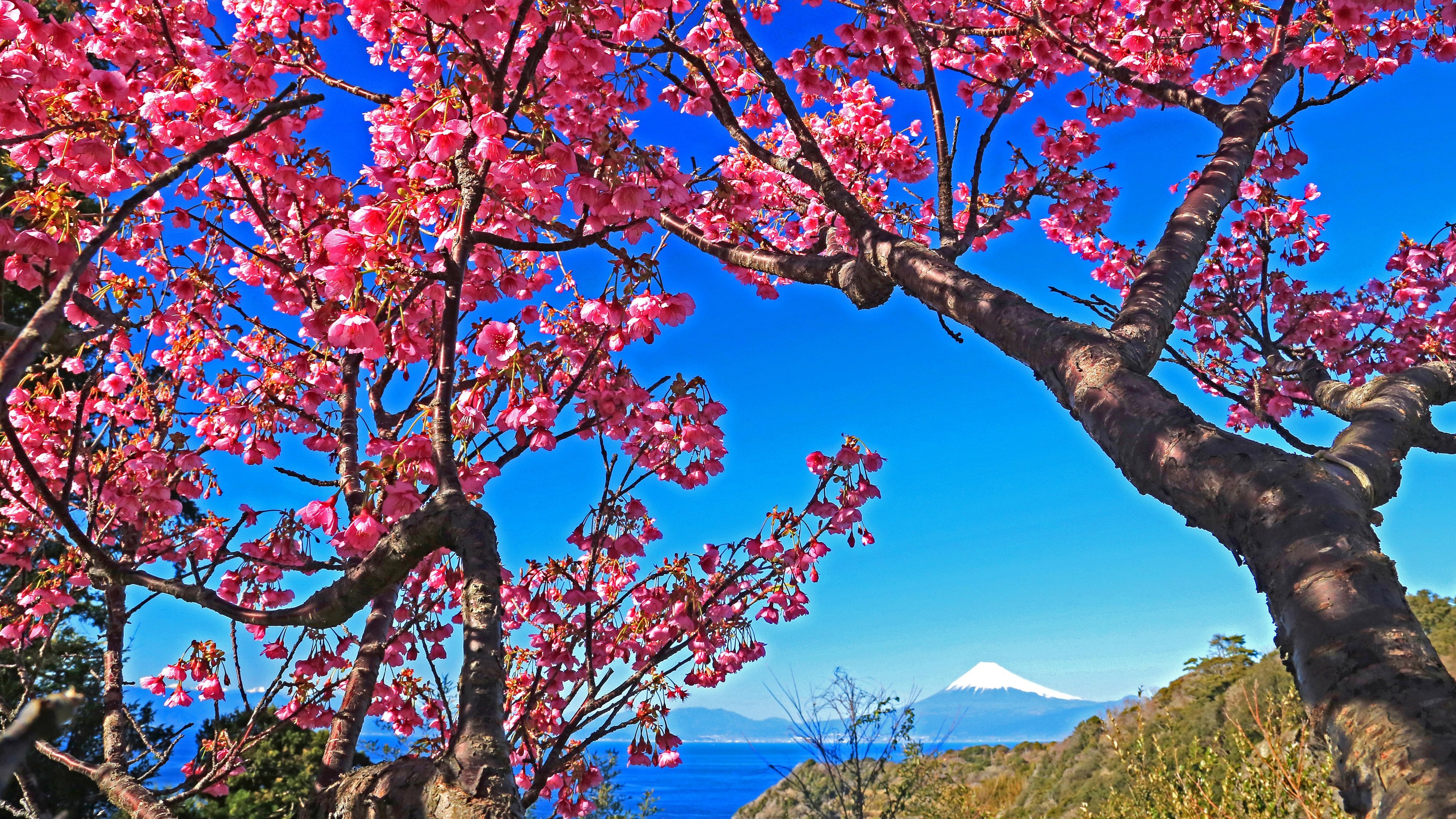 『土肥桜』：日本一開花が早いと言われている桜です。見頃：例年1月中旬～2月上旬
