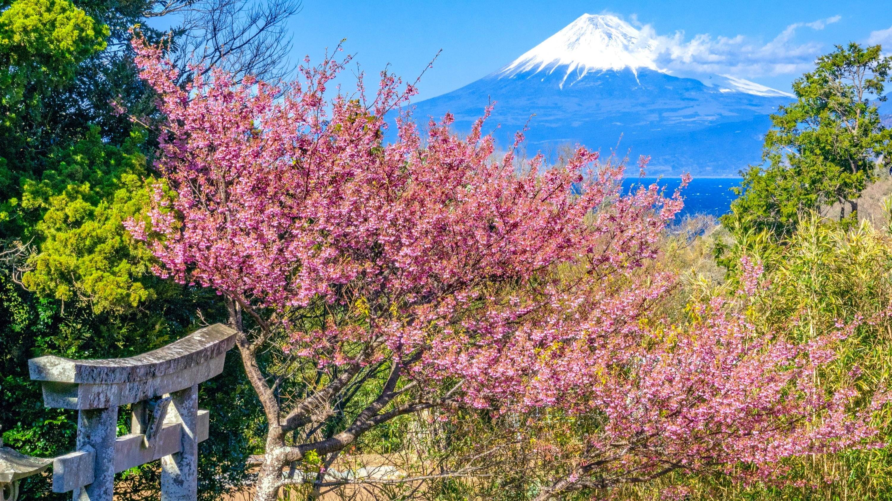 『土肥桜』：日本一開花が早いと言われている桜です。見頃：例年1月中旬～2月上旬