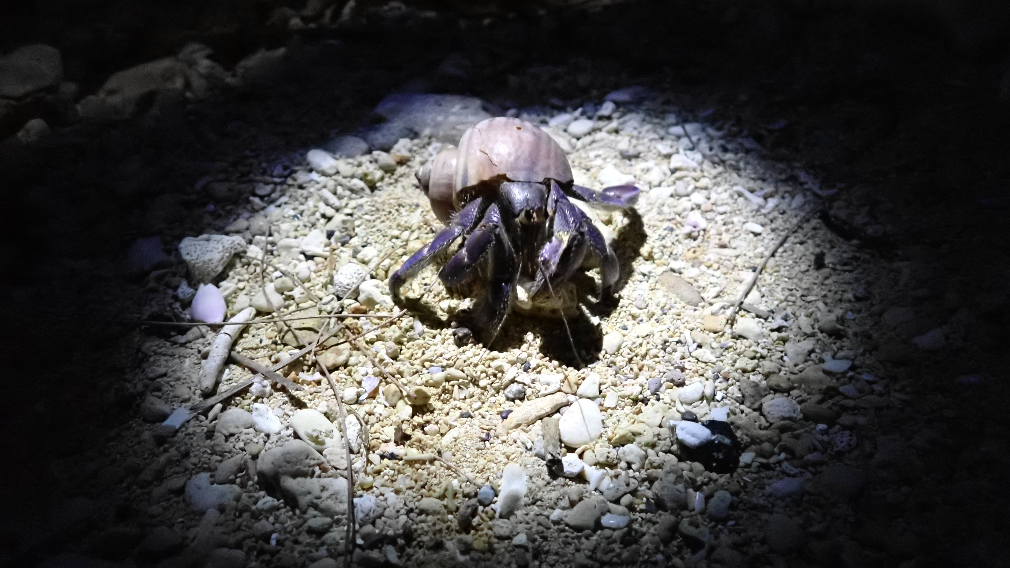 夜の海浜観察会！（不定期開催）