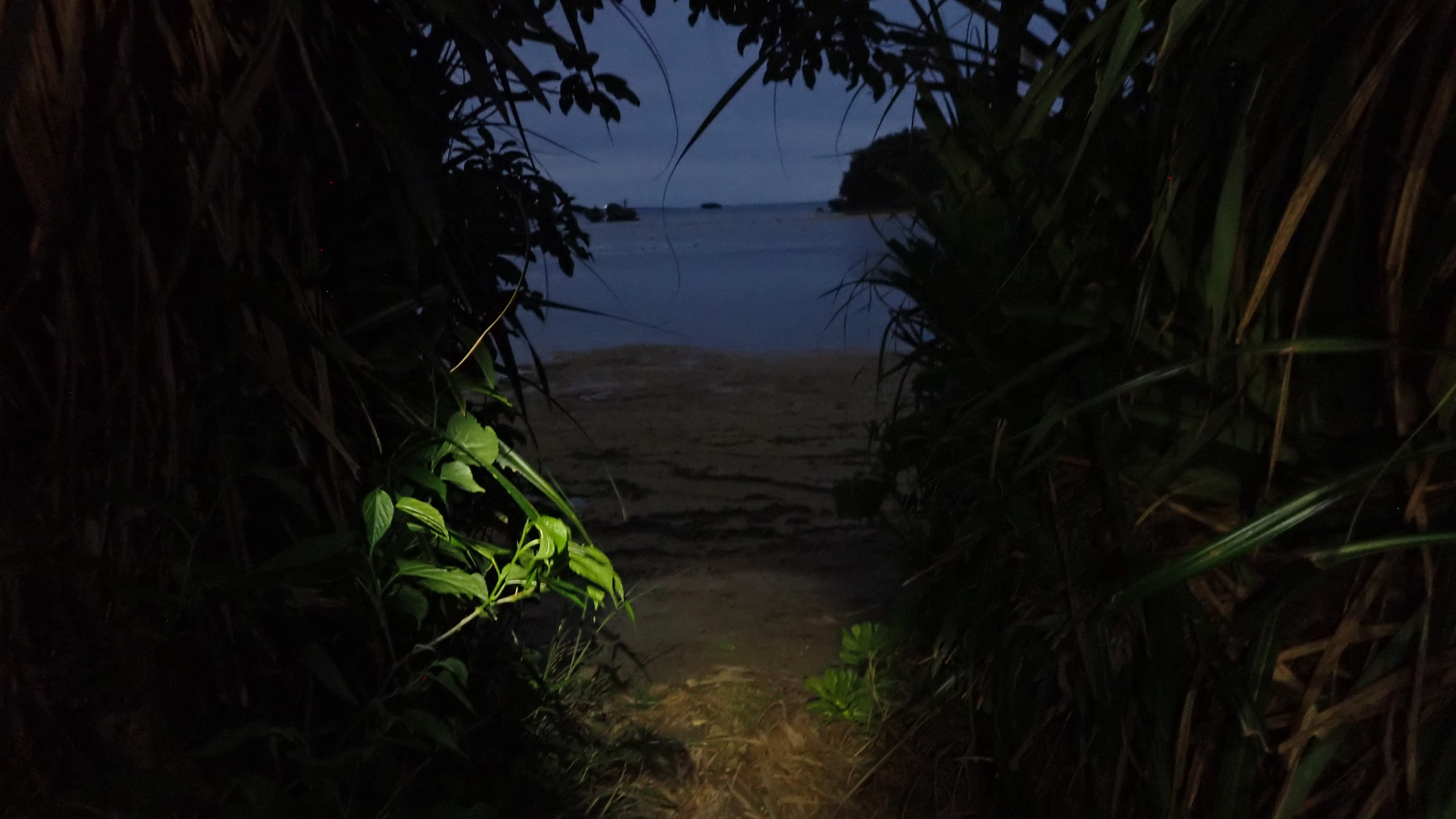 夜の海浜観察会！（不定期開催）