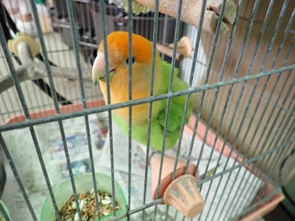 看板インコ（ボン）