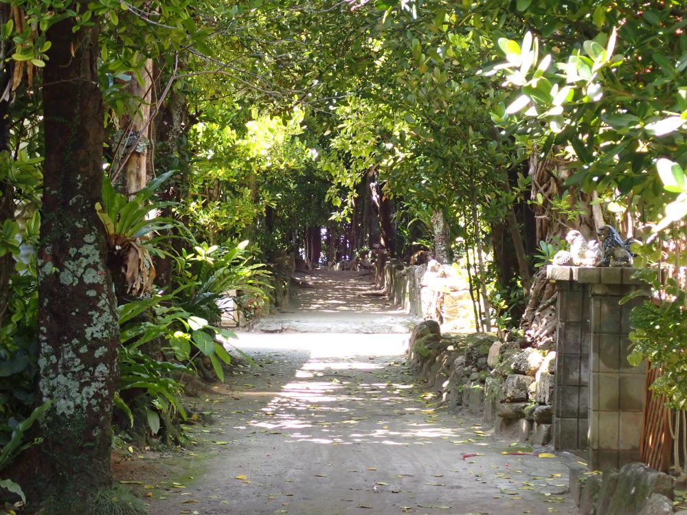 備瀬のふく木並木（ホテル近く）