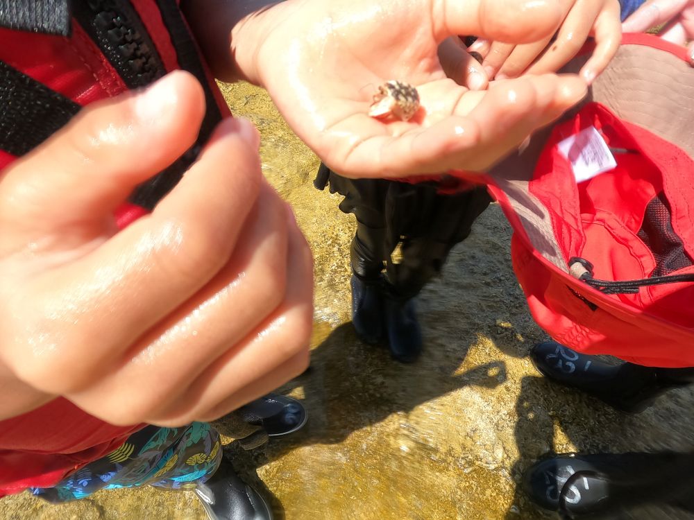 備瀬の海ヤドカリ