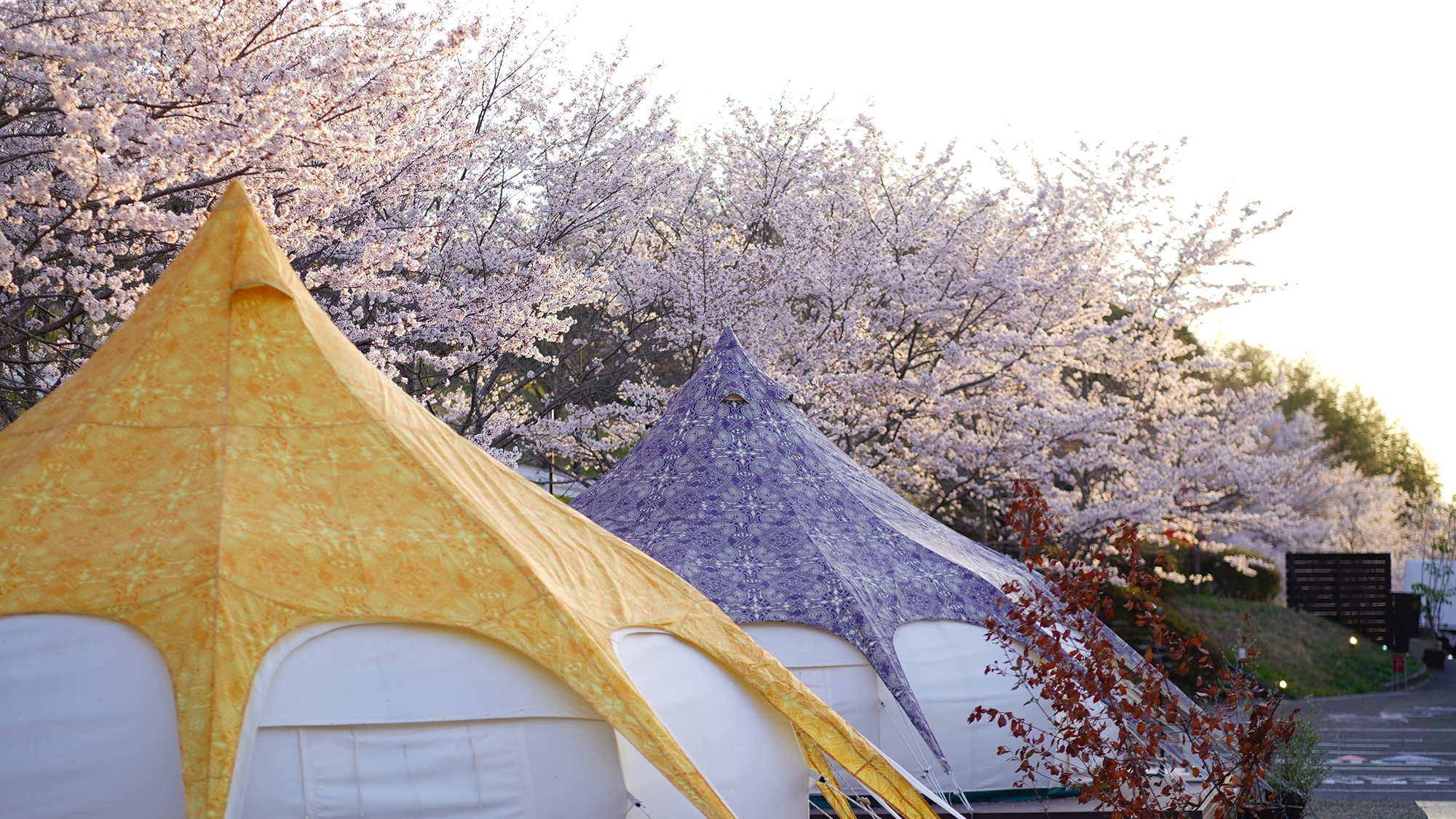 【グランピング】［施設イメージ］ テント覆うように咲く桜。花見しながらのBBQや朝ご飯は最高です♪