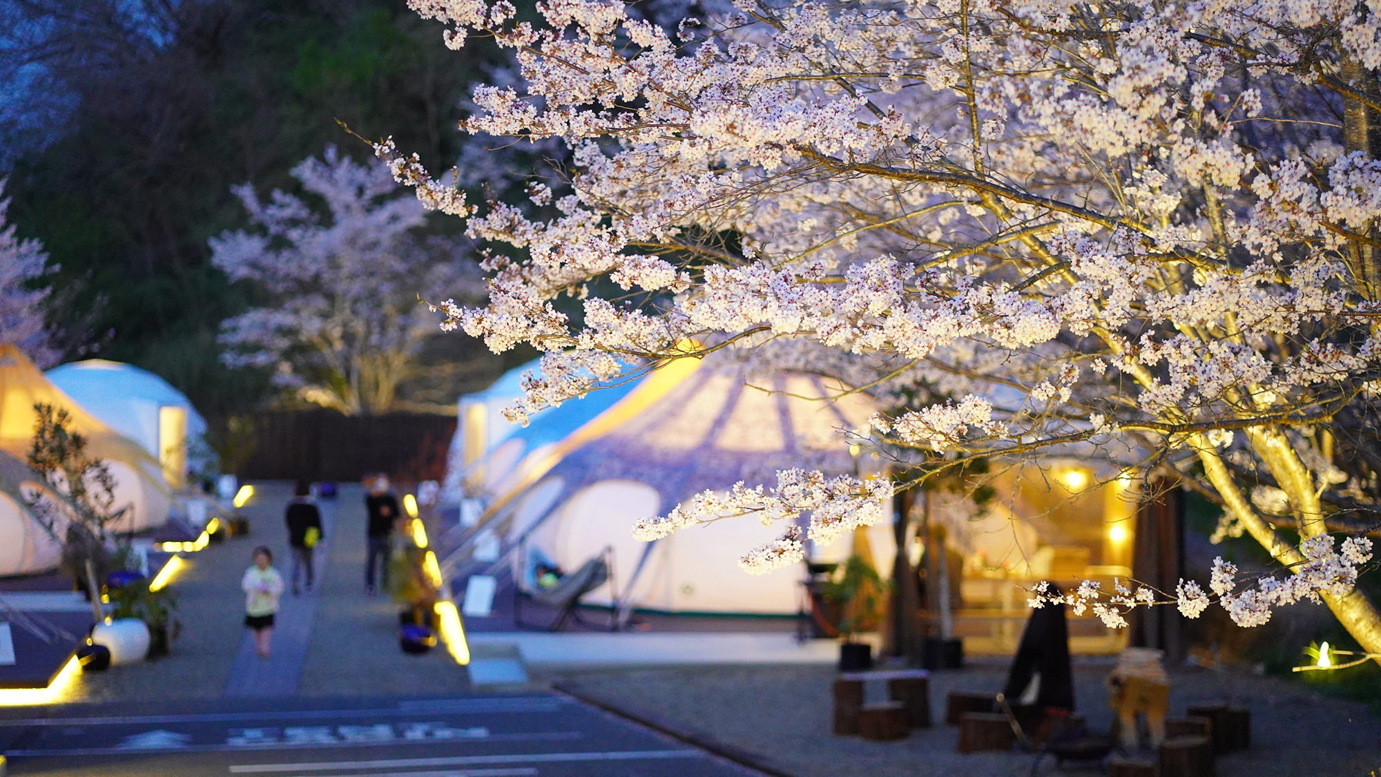【グランピング】［施設イメージ］ 日が暮れるとライトアップのように浮かび上がる桜。この時期だけの光景