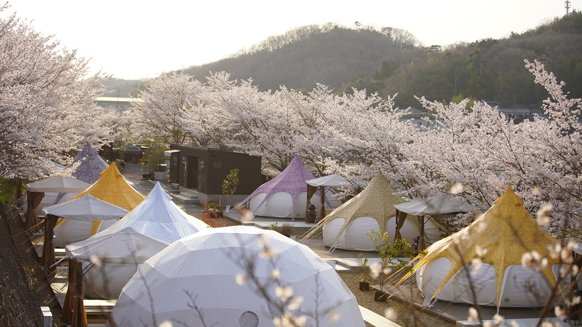 【グランピング】［施設イメージ］ 桜のアウトドアが楽しみたいなら、3月下旬～4月上旬がおすすめ。