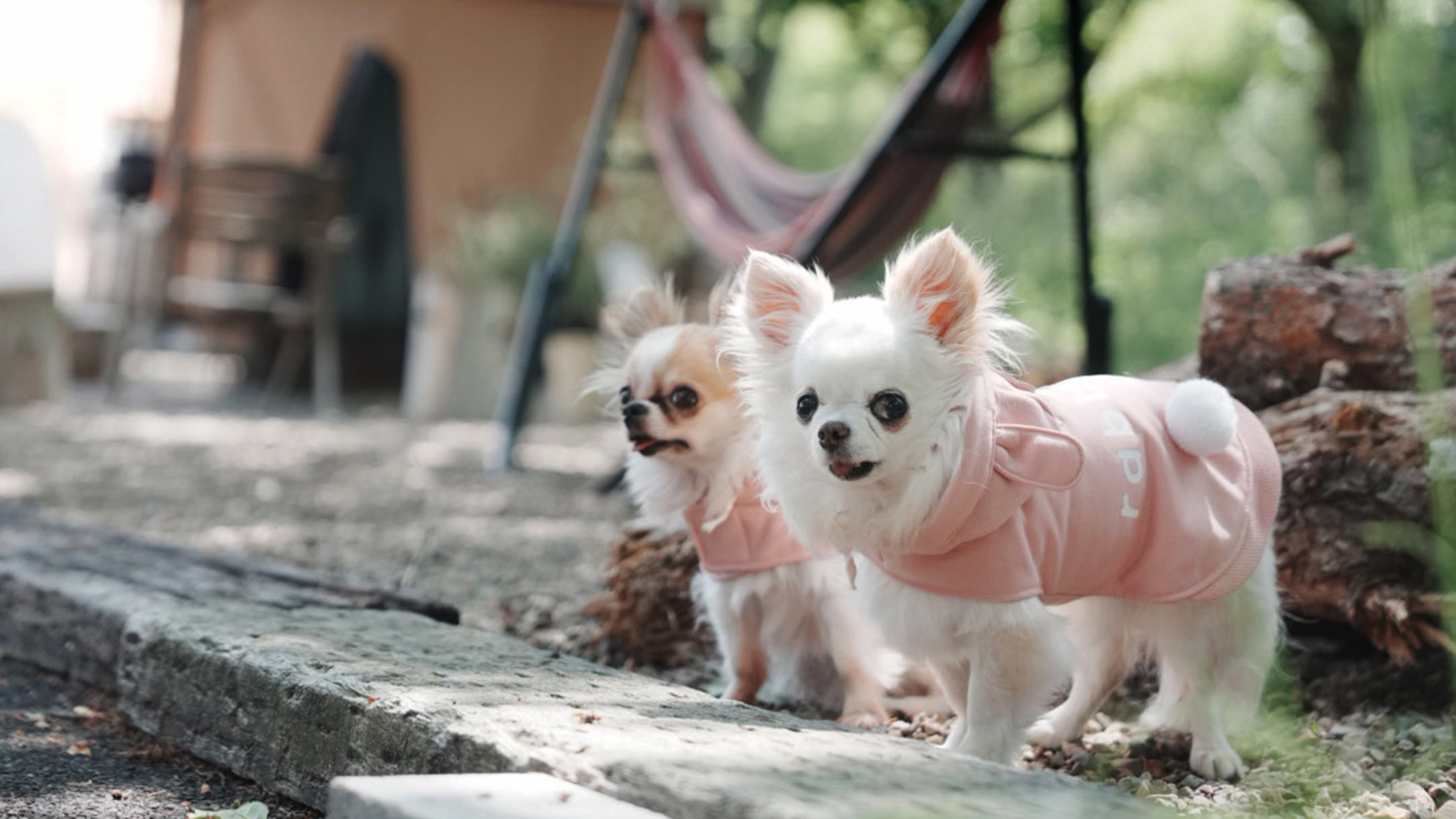 「愛犬と過ごす時間そのもの」を、どうぞ心ゆくまでお楽しみください。
