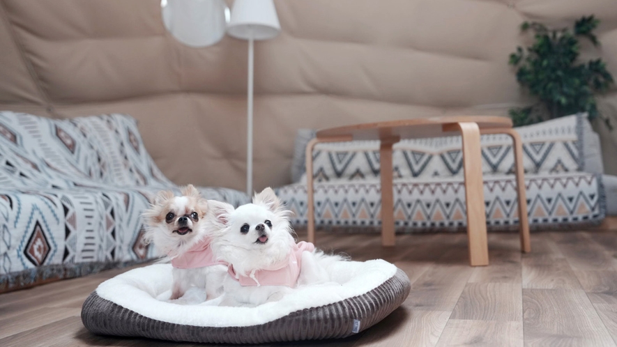【愛犬と泊まれるプレミアムドーム6m】大切なわんちゃんとゆったり過ごせる専用テントです。