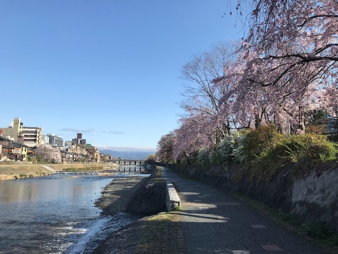 鴨川の桜