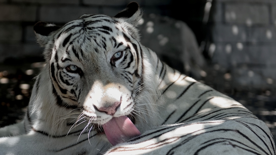 東武動物公園　ホワイトタイガー