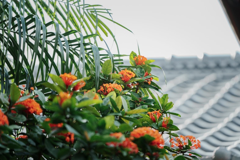 庭に咲くSUNDANKA