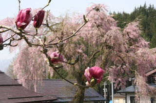 モクレンと枝垂桜