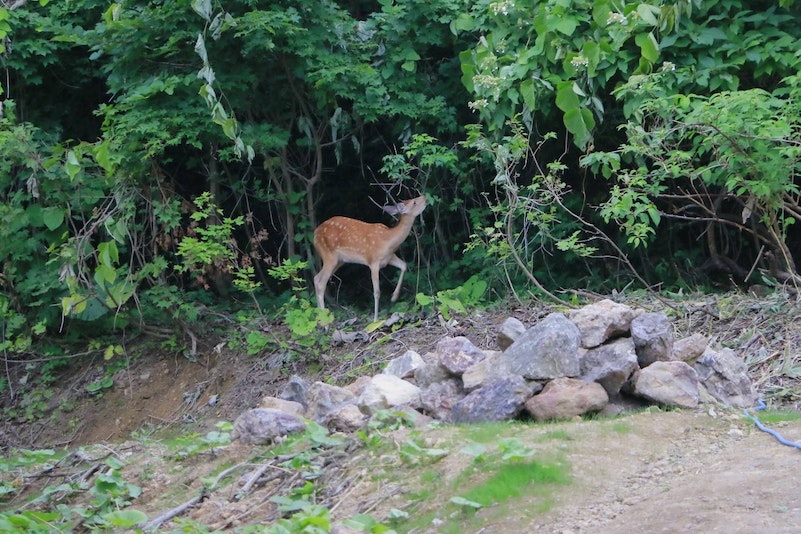 寝室の窓からカメラでパチリッ!毎日、現れます。