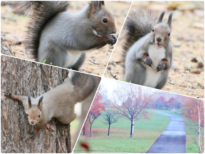 近くには宮ヶ丘公園があります。たくさんの野鳥や蝦夷リス、鹿、熊が生息しています。朝に散策するに...