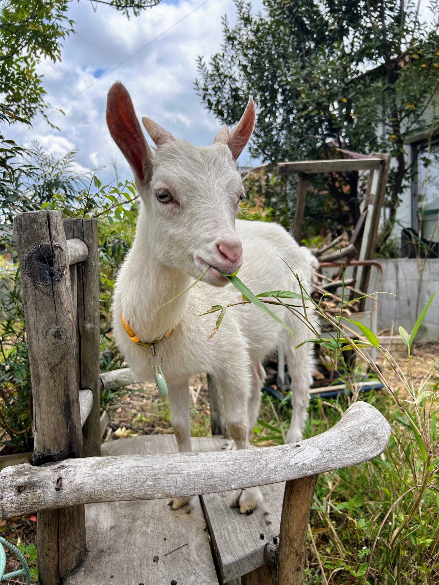 別棟の庭でヤギを飼育しています。