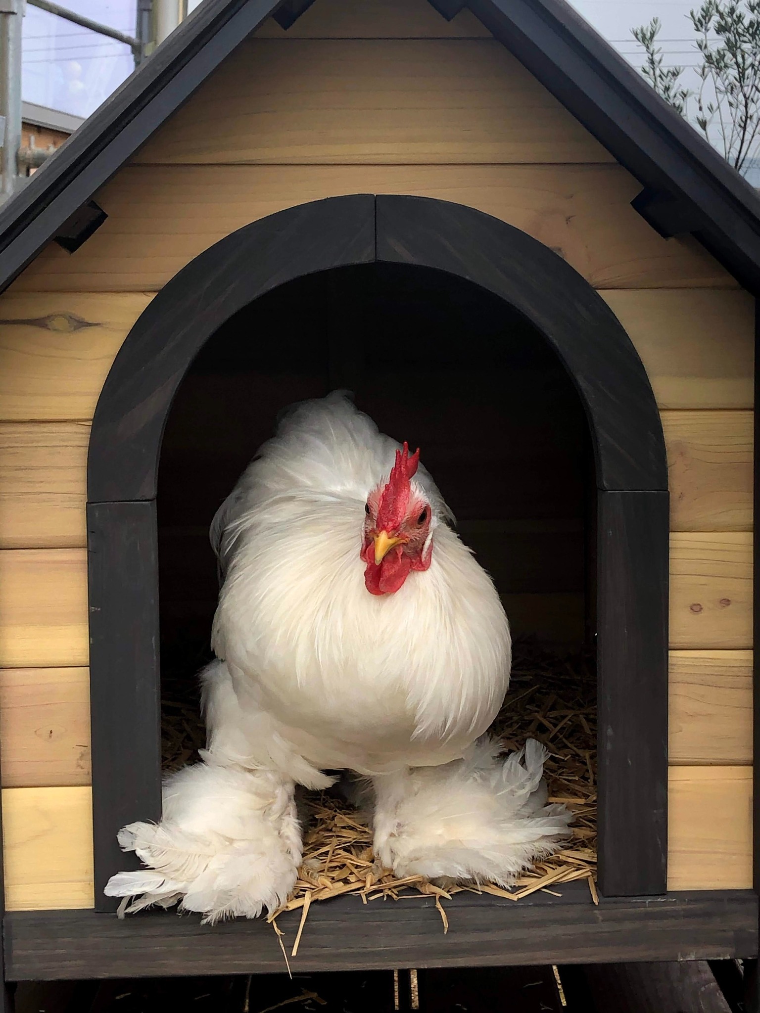 宿泊施設とは別棟の庭に鶏がいます。