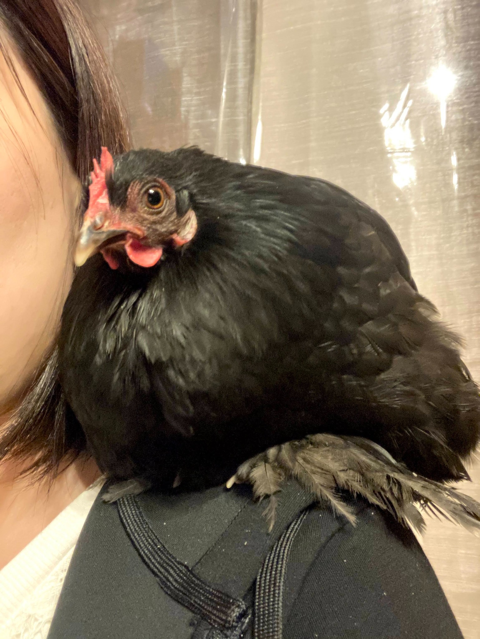 希望者には鶏と一緒に写真撮影できます