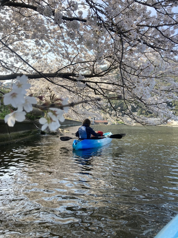 【お花見カヤック】水月湖から眺める山桜＆若葉の里山 カヤック２時間コース「翌日午前の部」