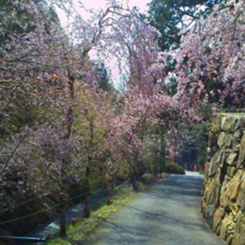 三方石観世音の「しだれ桜」