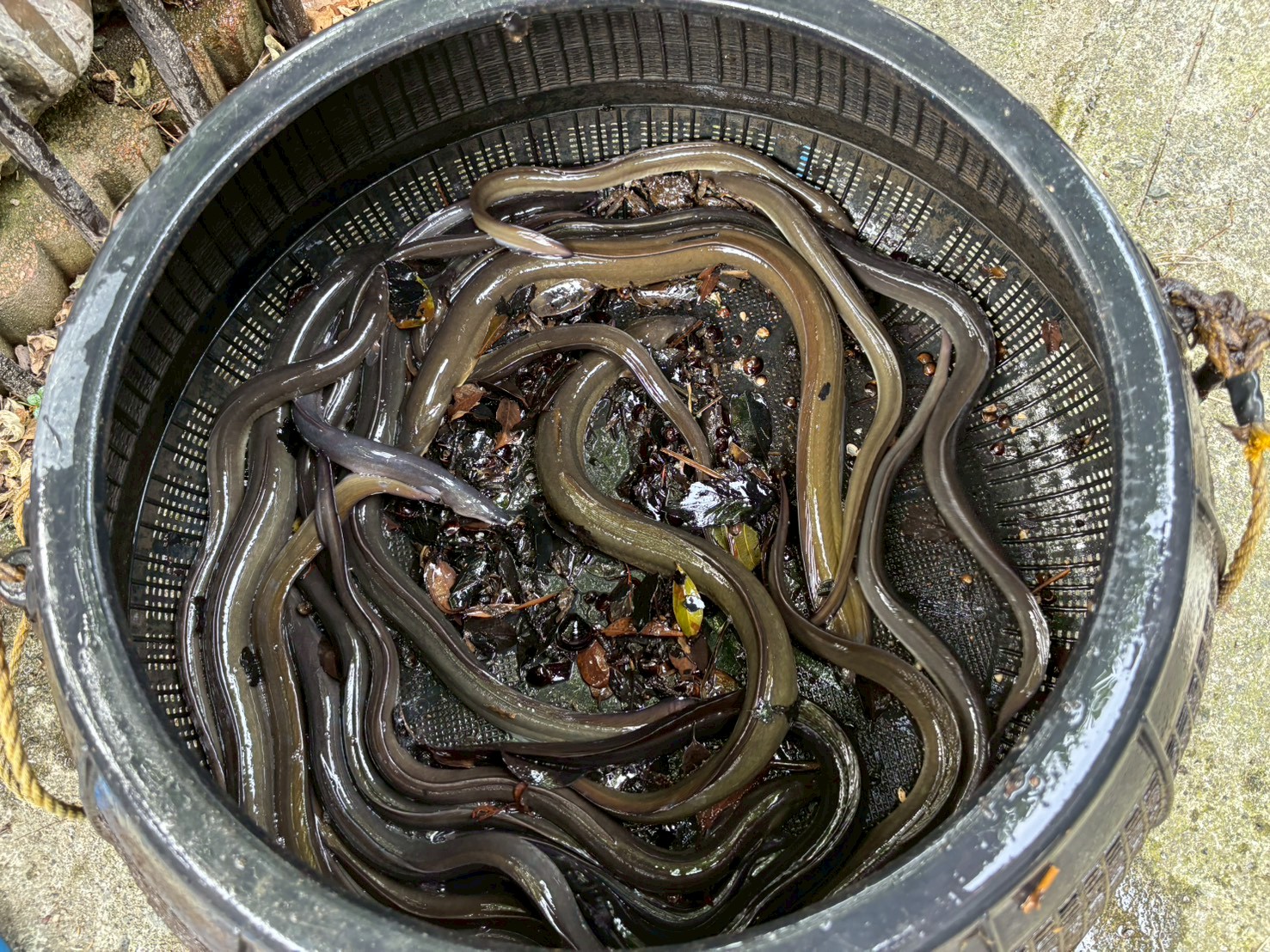 うなぎ漁見学ツアー