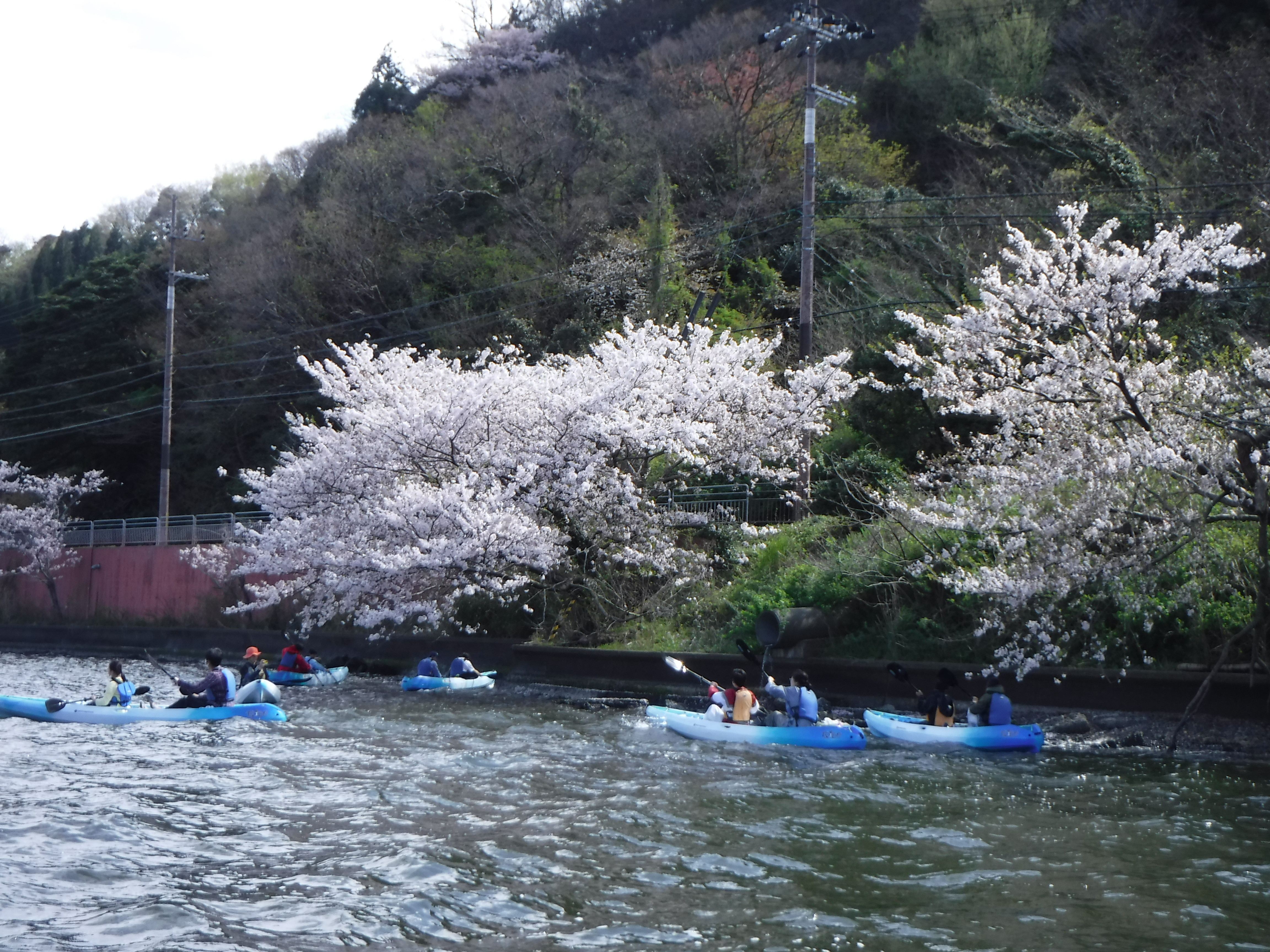 春のお花見カヤック