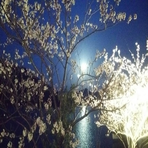 ライトアップの桜