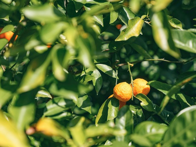 ・【庭】Aranciaとはイタリア語でオレンジのこと。文字通りオレンジの木に囲まれたプライベー...