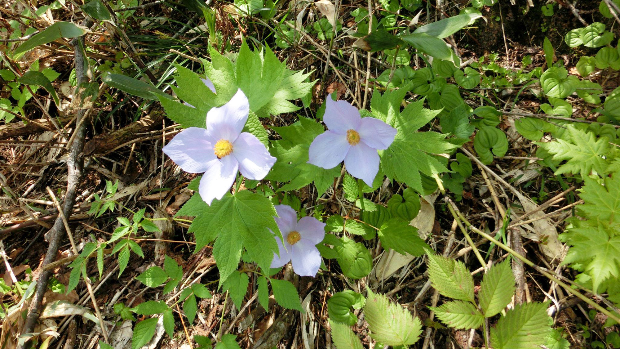 白馬五竜高山植物園に咲くシラネアオイ