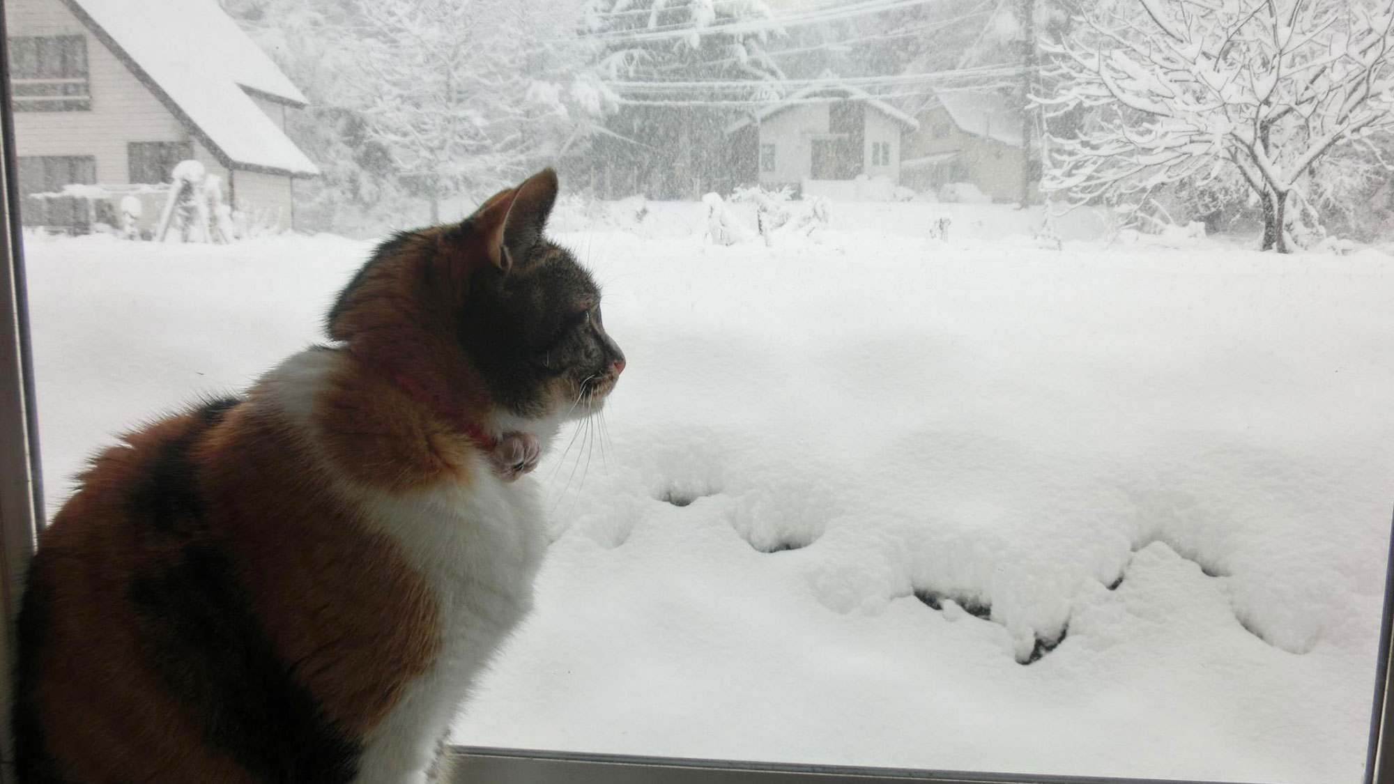 雪を見ているアッサム猫のミナ（降っている雪を眺めるのが好きです）