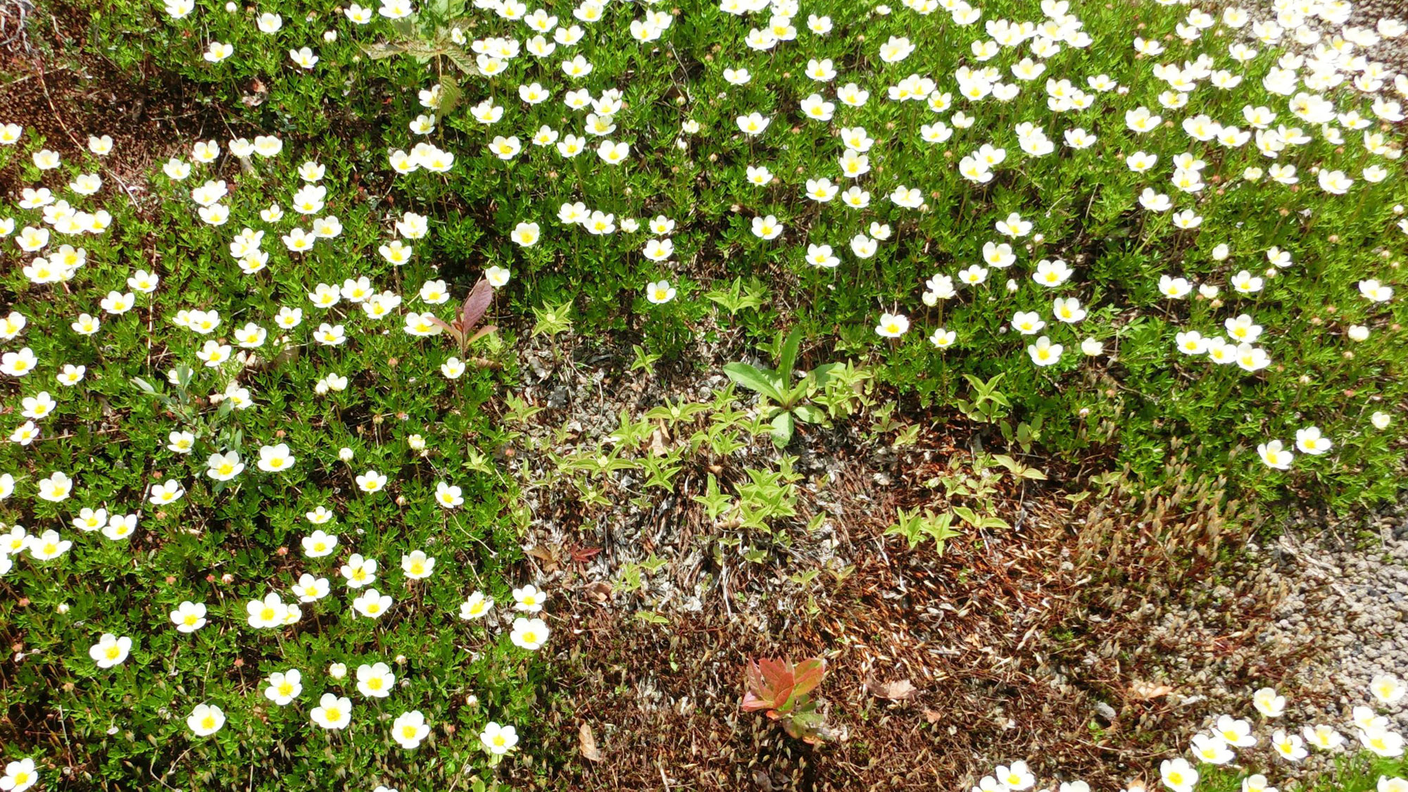 白馬五竜高山植物園に咲くチングルマ