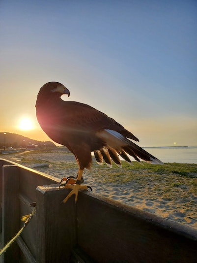 鷹と夕日