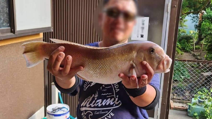 その日に獲れた新鮮なお魚は鮮度抜群♪