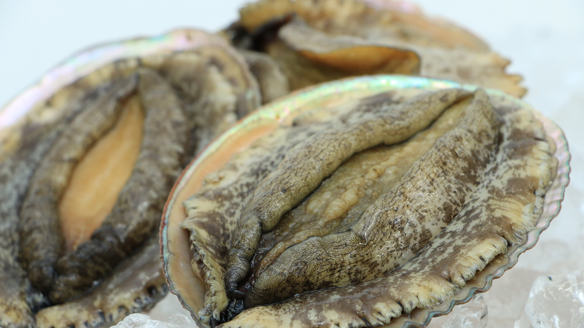 アワビ◆踊り焼きまたはお造りでご提供致します！