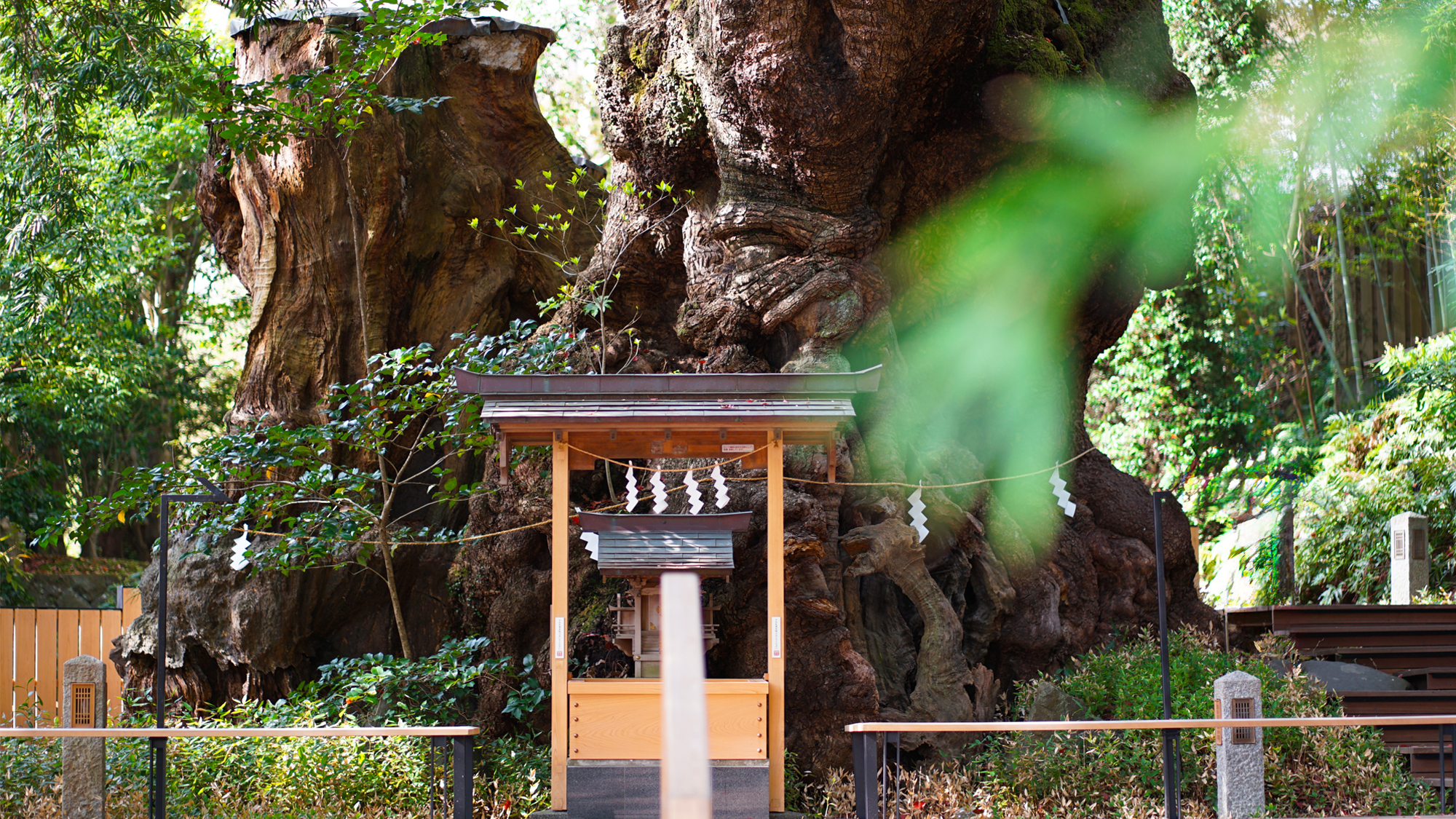 【來宮神社（きのみやじんじゃ）】の御神木、樹齢2000年超の大楠は圧巻！（当館から徒歩約2分）