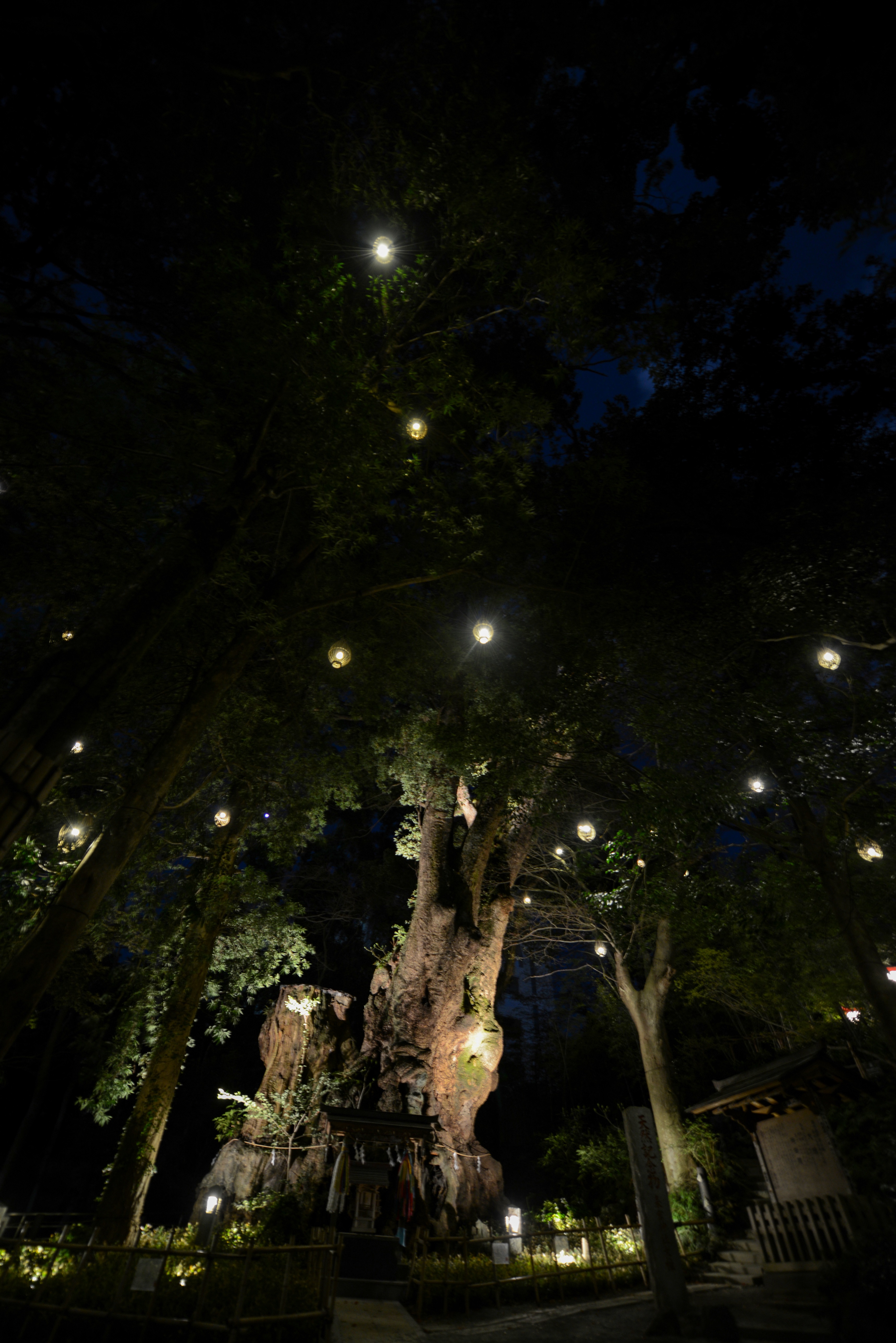 夜の来宮神社④