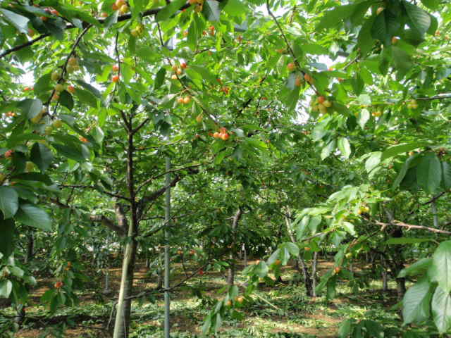 初夏には、体験農園でのサクランボ狩りが楽しめます！(農園内部)