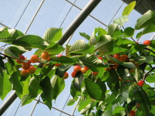 河口湖で体験！【サクランボ狩り】