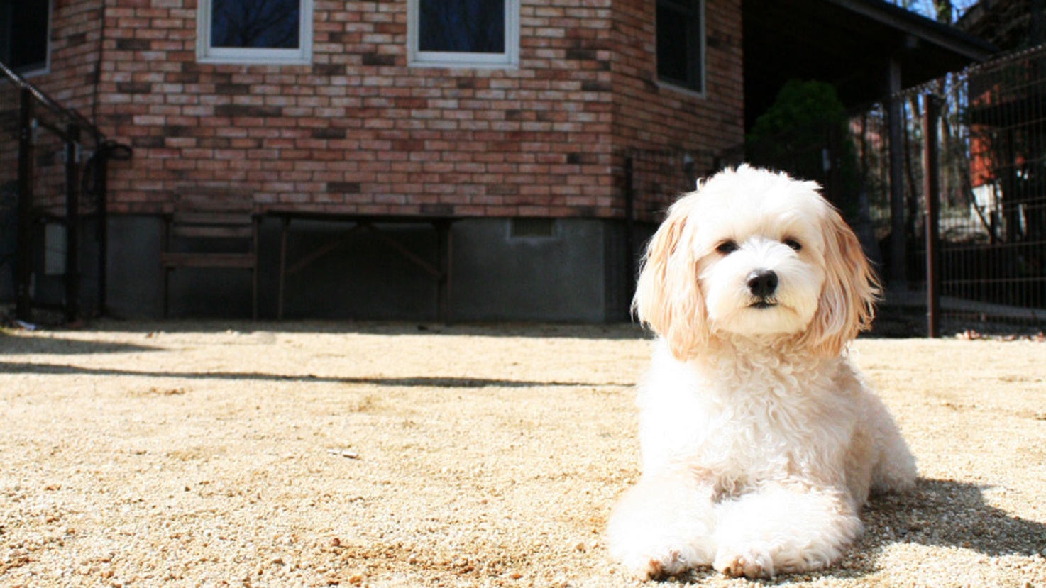 30周年記念★愛犬の同伴料金が1頭目無料２頭目半額★内湯リニューアルでくつろぎの湯時間≪1泊2食≫